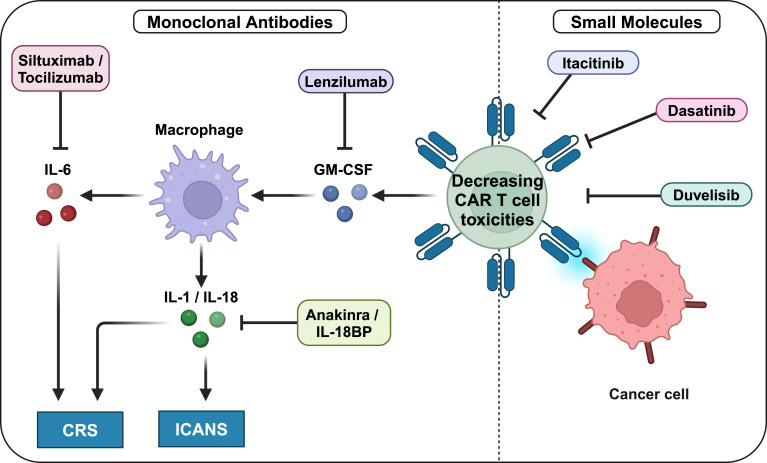 Online Now: CAR T cell combination therapies to treat cancer dlvr.it/TB4Z2q