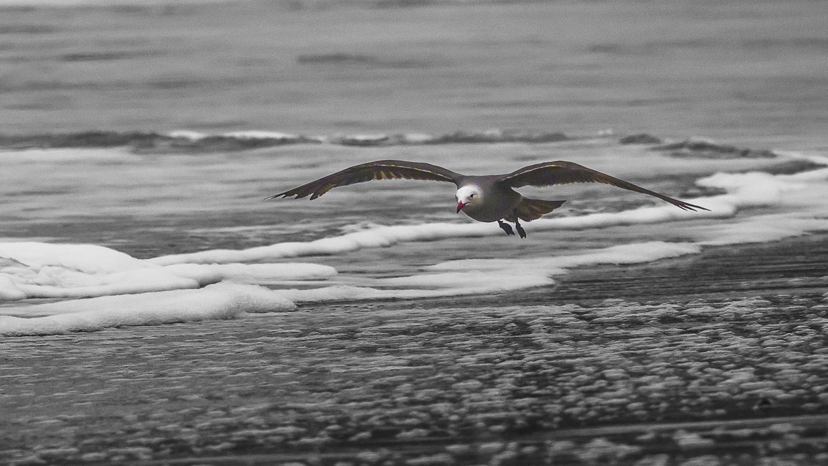photos_walker's tweet photo. Seagull, Marshal Beach San Francisco https://t.co/mzT01wtJnM