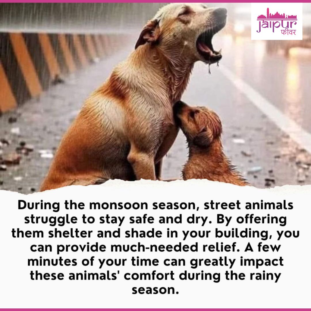 JaipurFever's tweet photo. Please do the needful! 
Share as much as possible! 

#animalrescue #animals #stray #help #jaipurfever #suffer #helpthehelpless #viral #voiceless #monsoonseason #monsoon #dogs #doglovers https://t.co/eITFmYnGAw