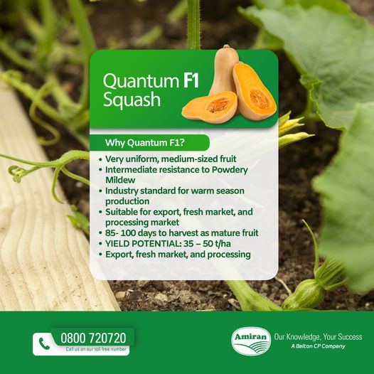 amiran_kenya's tweet photo. Butternut 𝗤𝗨𝗔𝗡𝗧𝗨𝗠 F1 Squash is well known for its strong plants and high yields. The fruit is used as traditional butternut, however, the excellent internal quality and long shelf life make Quantum suitable for processing and export.
#OurKnowledgeYourSuccess #amiran https://t.co/2Ge9X4EiiY
