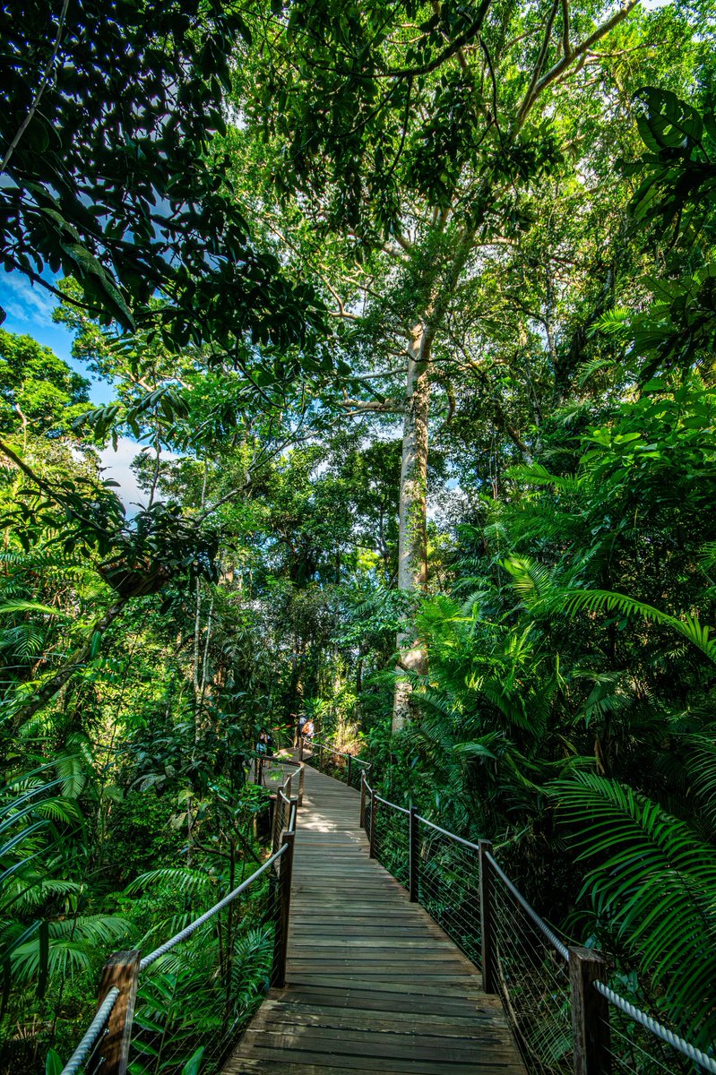 primary objective is to raise funds to support tropical rainforest research. Personal benefits include discounted travel on Skyrail Rainforest Cableway and other Cairns &amp; Great Barrier Reef attractions. Join us today 👉 skyrailfoundation.org/membership/