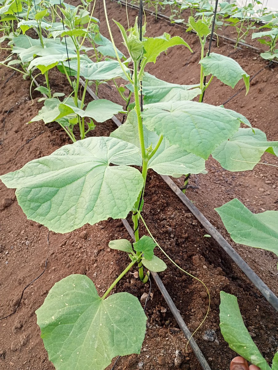 Agronomist Saidi tweet media