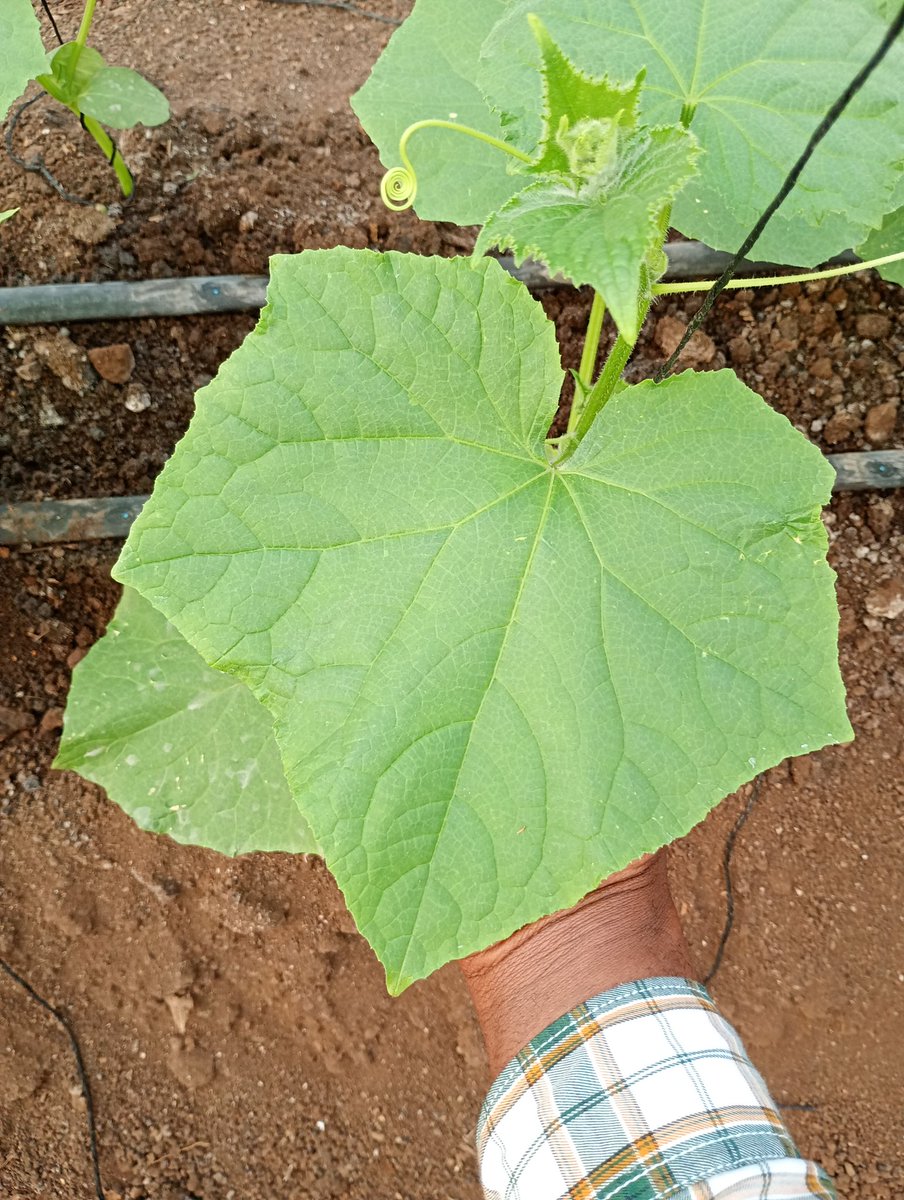 Agronomist Saidi tweet media