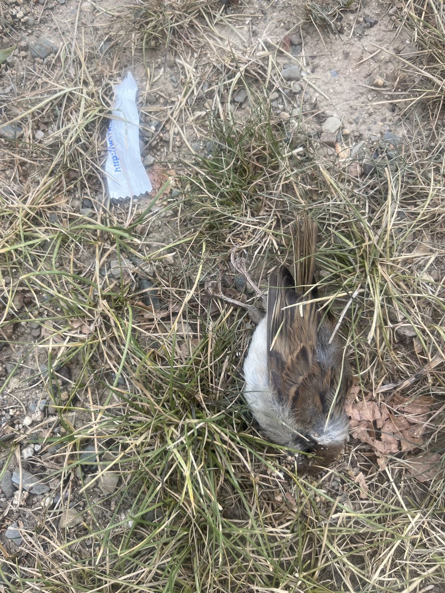 #NoPassaran tweet media