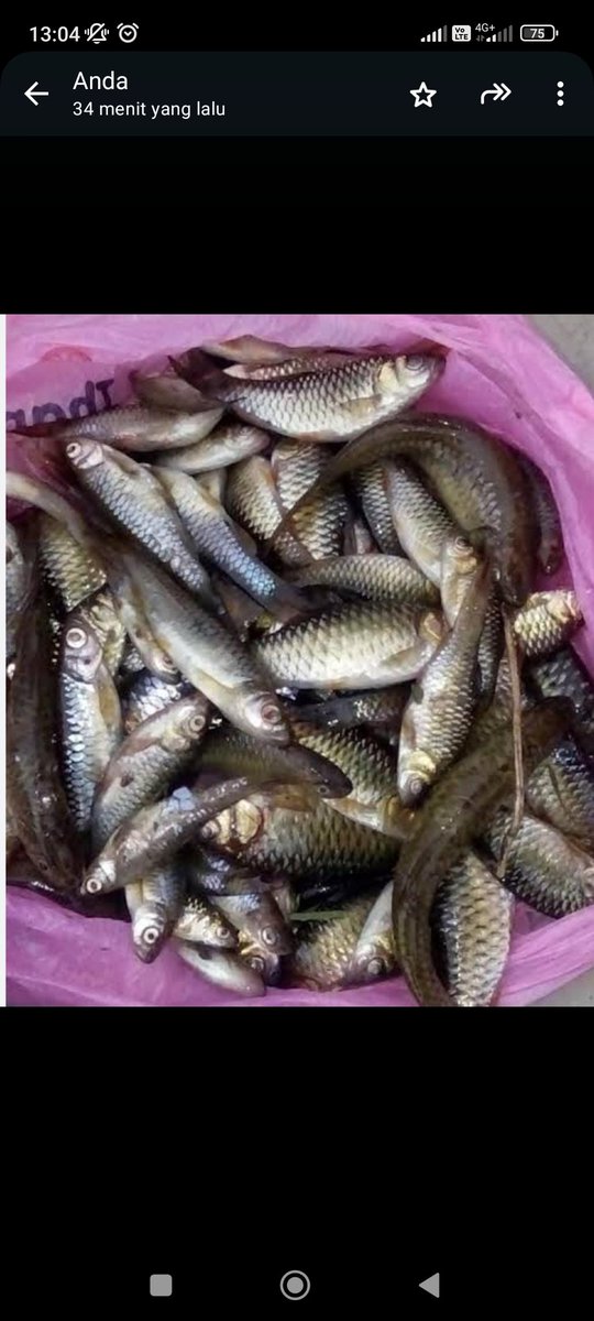 EKOPPB2016's tweet photo. Kamis (25/7)Sore,Nur Hidayat, Luhkan Kota Banjarmasin, di KUB Berkat Ibu Bersama(pak ahmad supiadi) ,alat tangkap ancau  Ikan puyau,seluang, Total  2 kg, Harga Rp. 10.000/kg #GiatLuhkanSatminkalBWI #KtBjrmasin #Panen #Luhlapor https://t.co/qIQMukfx0C