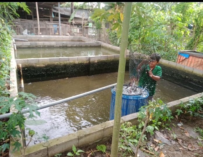 ingditameyer's tweet photo. Rabu/03/07/2024 Ing dita meyer LUHKAN Kab. Tulungagung, pendampingan panen ikan lele milik Bpk. Aris Wiyana Ds. Ngebong Kec.  Pakel Total jumlah produksi 145kg dengan harga jual 19.000/kg #GiatLuhkanSatminkalBWI #luhlapor  
#produksi https://t.co/zLqBmFxT3X