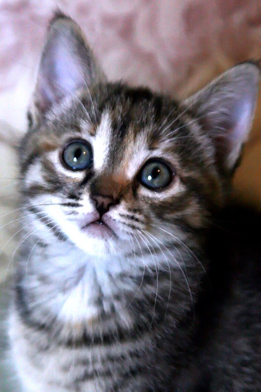 @ferrarisergio4 tweet media