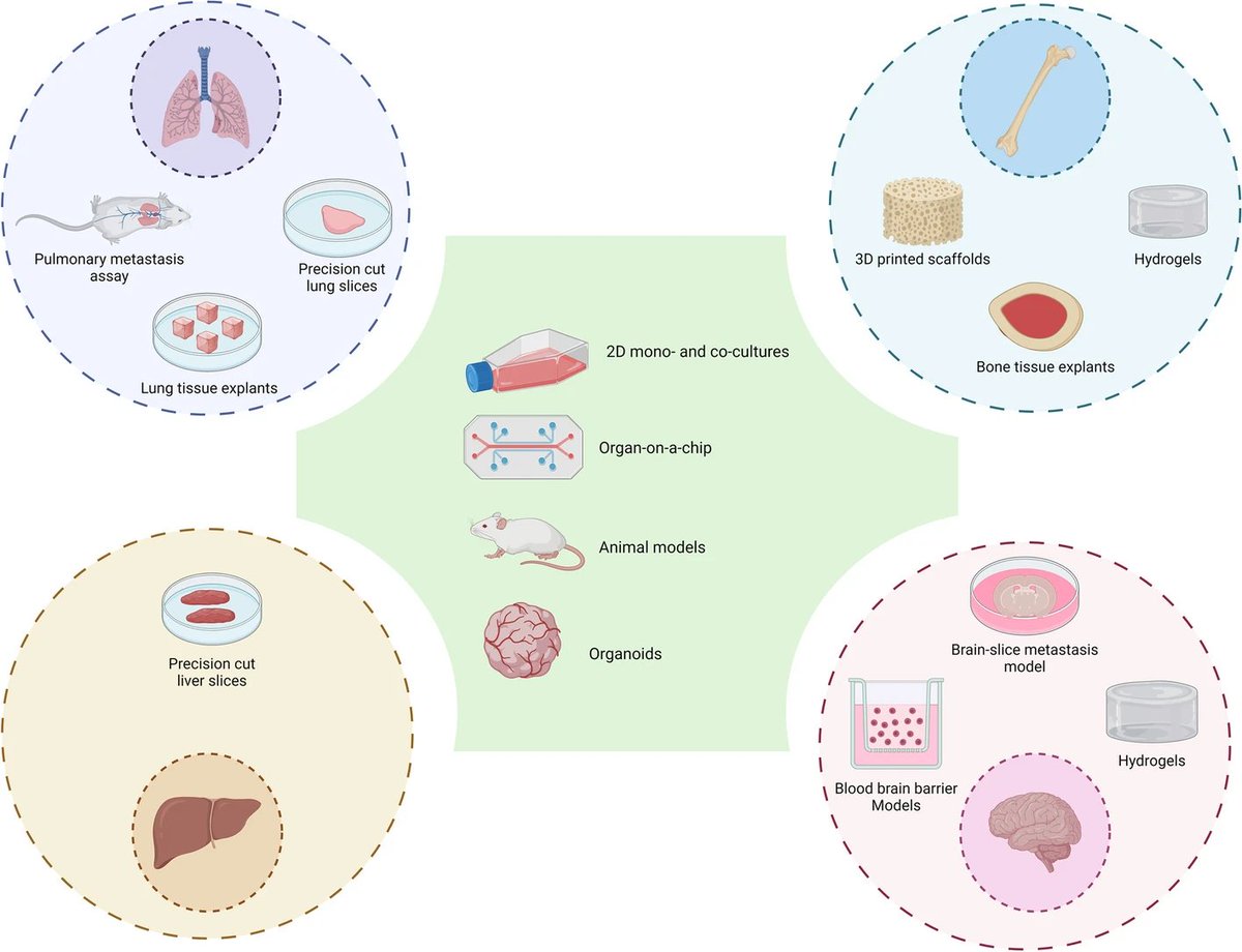 Mammary Cell News (@mammarycell) on Twitter photo A review that is not to be missed! 💡
Scientists from Dr. <a href="/RobClarkeLab/">Rob Clarke</a>, including <a href="/NuckhirMia/">Mia Nuckhir</a>, David Withey, and <a href="/Sara_Cabral_00/">Sara Cabral</a>, together with <a href="/DrHHarrison/">Hannah Harrison</a> discuss modelling of the #BreastCancer microenvironment.
📚 Learn more: bit.ly/46hRy61 A review that is not to be missed! 💡
Scientists from Dr. <a href="/RobClarkeLab/">Rob Clarke</a>, including <a href="/NuckhirMia/">Mia Nuckhir</a>, David Withey, and <a href="/Sara_Cabral_00/">Sara Cabral</a>, together with <a href="/DrHHarrison/">Hannah Harrison</a> discuss modelling of the #BreastCancer microenvironment.
📚 Learn more: bit.ly/46hRy61