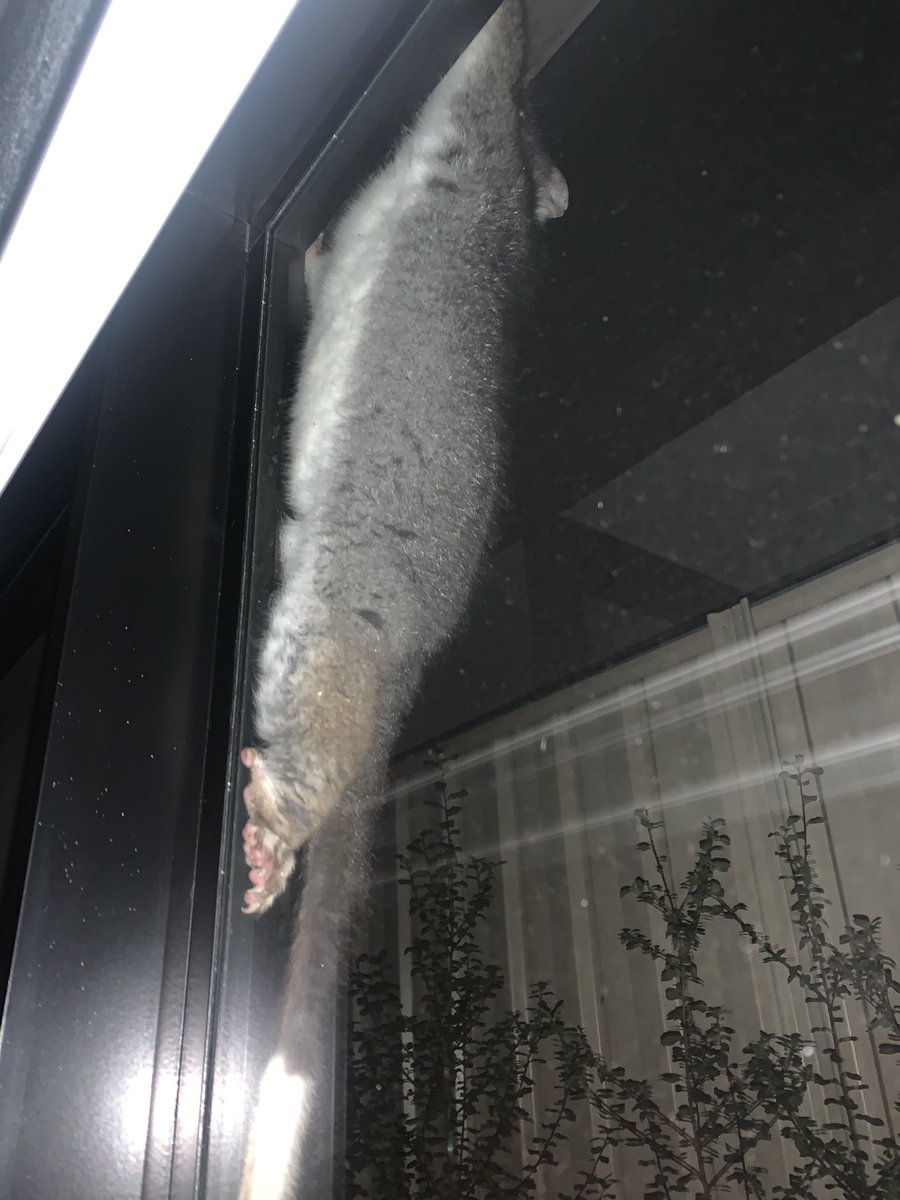 DiannaConstant2's tweet image. Pals at 1.30am today, I alerted Mum to a break- in of an unusual kind. 😳
This not -so- little fellow, a possum, tried to gain entry into our house through TWO windows at different locations. Safe to say, I was far from impressed by his/her impromptu visit.😬