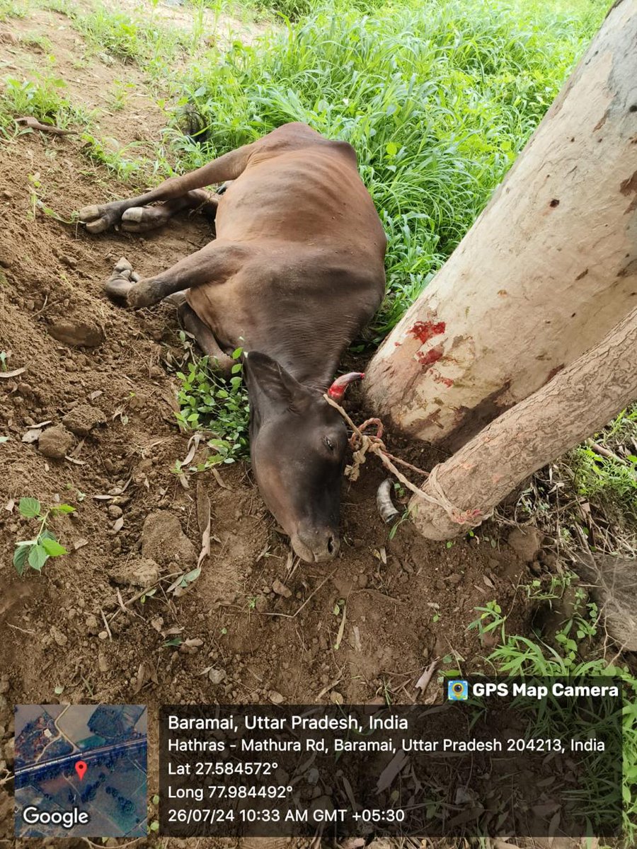 Sachin Pandit(गौ रक्षक) tweet media