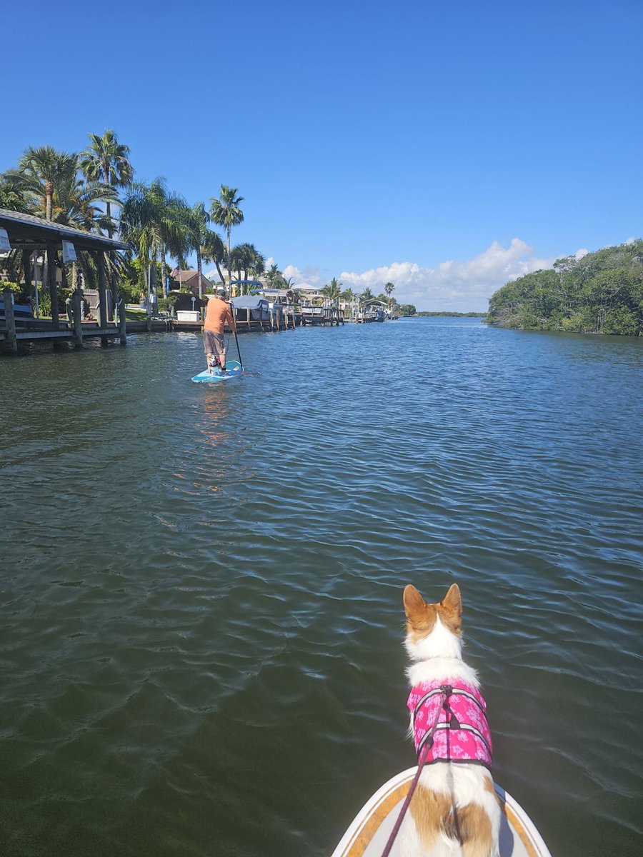 We need to start a club! #corgicrew

@CynthiaDrummon4 
<a href="/bekindtotrees/">Georgi the Corgi 🐶</a>