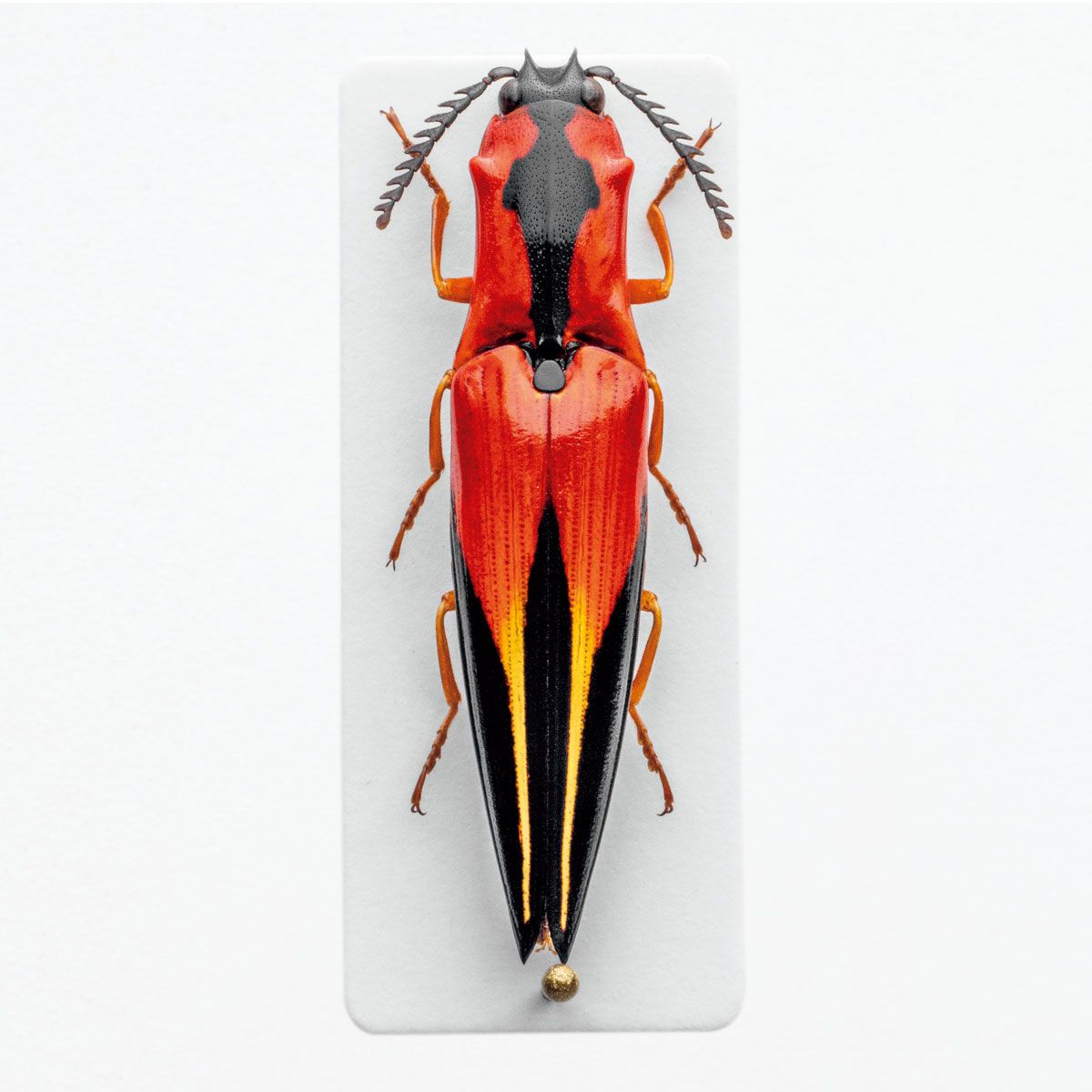Zeitschrift Deutsche 1~62巻とNeue Folge 1~36巻 昆虫 ドイツ Entomologische Zeitschrift Deutsche 1~62巻とNeue Folge 1~36巻 昆虫 ドイツ Entomologische