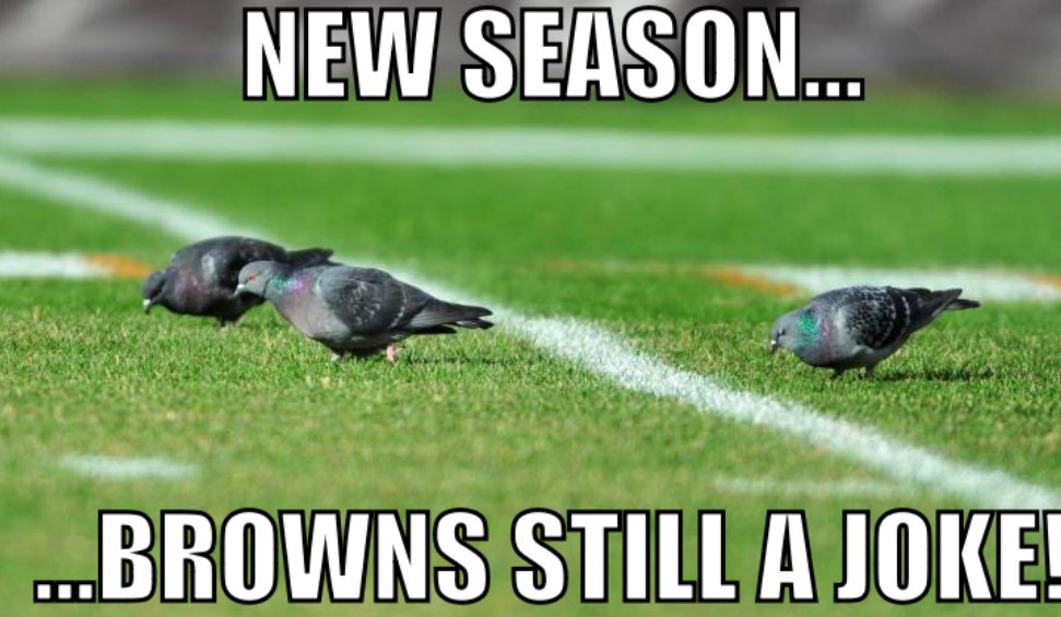 Acrisure Pigeons (@acrisurepigeons) on Twitter photo 