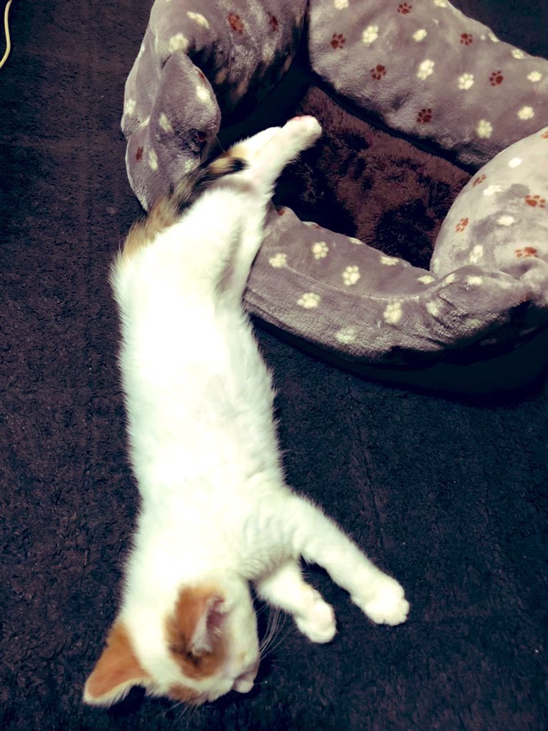 ご無沙汰ニャース🙀久々に兄妹から連絡が来たから報告だにゃ。最後は若い時のわたし😽