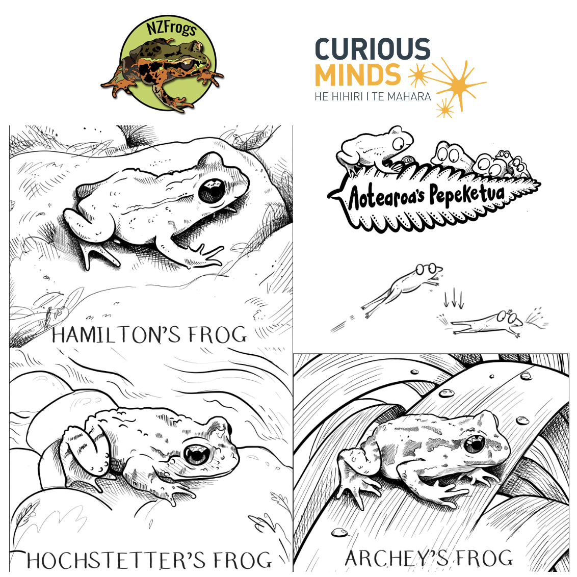 Tobia_Dale's tweet photo. This week marked half-way on a very special project for @_NZFrogs. The @MBIEgovtnz Curious Minds programme has provided us the opportunity to produce educational resources showcasing Aotearoa's Leiopelma frogs! I I can't wait to share the final resources, but for now a sneak peak https://t.co/BA9tjktB7Z
