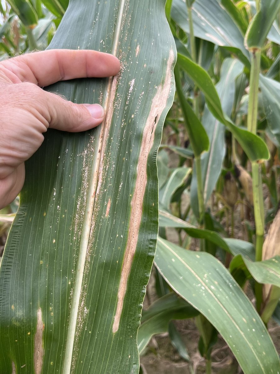 Tom Allen tweet media