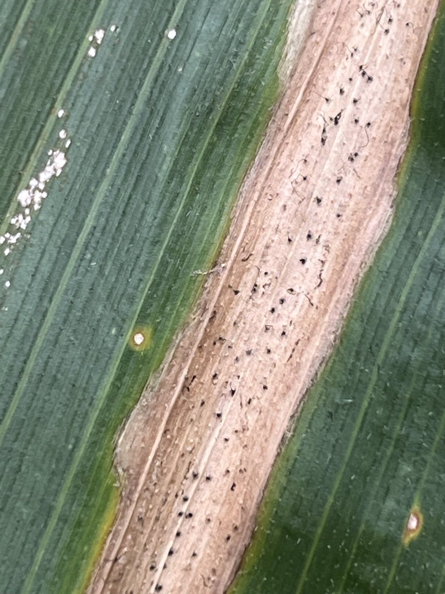 Tom Allen tweet media