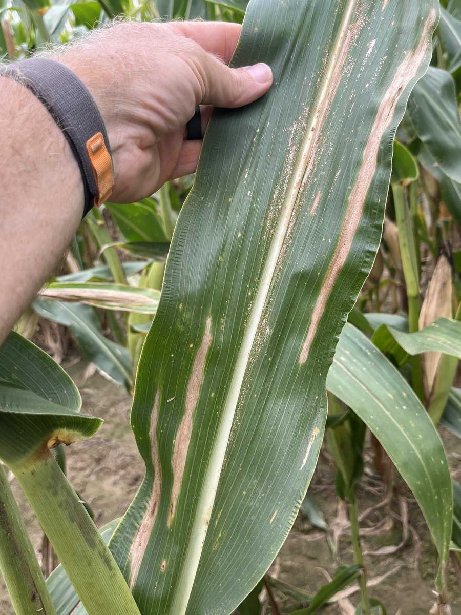 Tom Allen tweet media