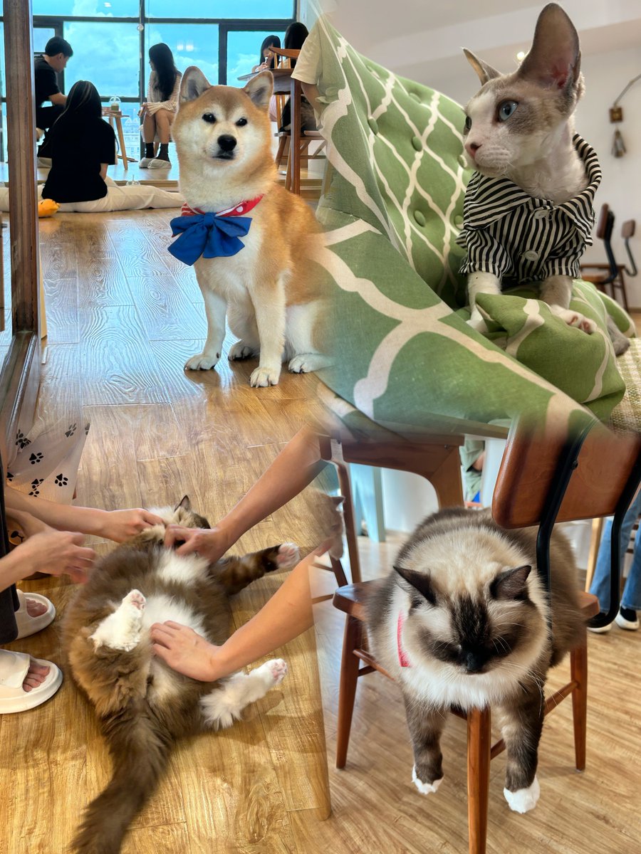 mayai1229's tweet photo. Shenzhen🌊
『探店計劃（2/100）』😸
猫小主咖啡·猫咖cat cafe☕️
❤️猫咪好多，有布偶、英短、英長等等，让人忍不住想要抱抱疯狂 rua !
👍环境也很舒适，有宽敞的座位和休息区，店内也没有异味，可以在这里好好放松一下
#深圳 #貓咖 #寵物 https://t.co/BExUwsobxd