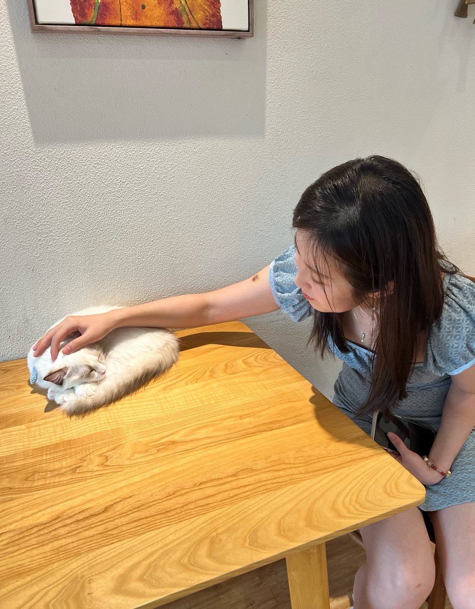 mayai1229's tweet photo. Shenzhen🌊
『探店計劃（2/100）』😸
猫小主咖啡·猫咖cat cafe☕️
❤️猫咪好多，有布偶、英短、英長等等，让人忍不住想要抱抱疯狂 rua !
👍环境也很舒适，有宽敞的座位和休息区，店内也没有异味，可以在这里好好放松一下
#深圳 #貓咖 #寵物 https://t.co/BExUwsobxd