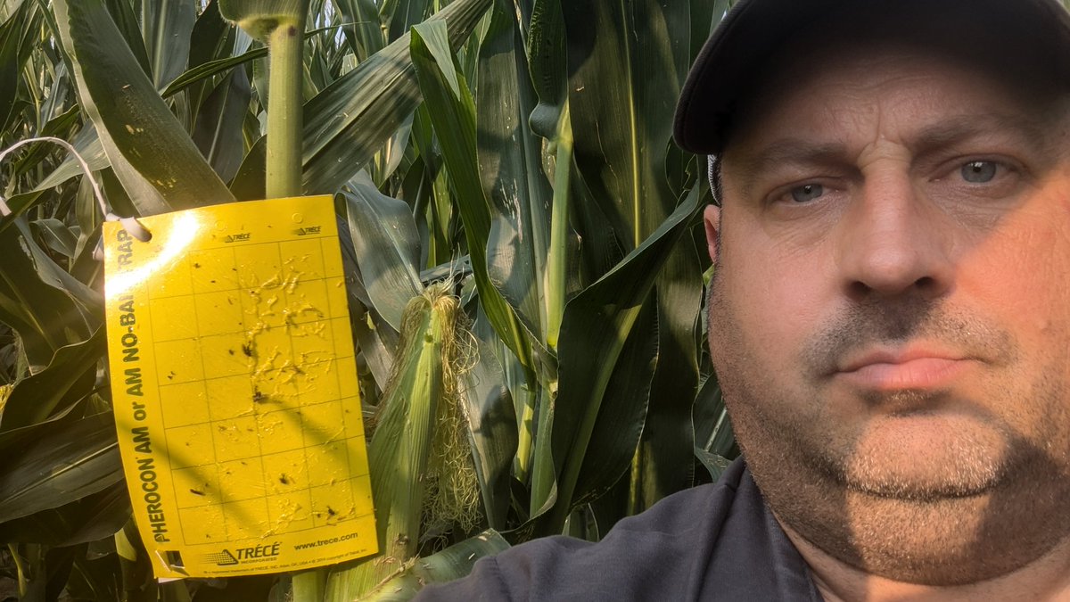 TravisRunge's tweet photo. Week 2 no rootworms @BayerTraits #rootwormwatch #sweepstakes https://t.co/LG4ke5hMmO