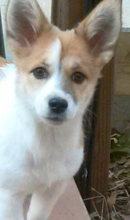 척이바오 ✰ (@do4444a) on Twitter photo 