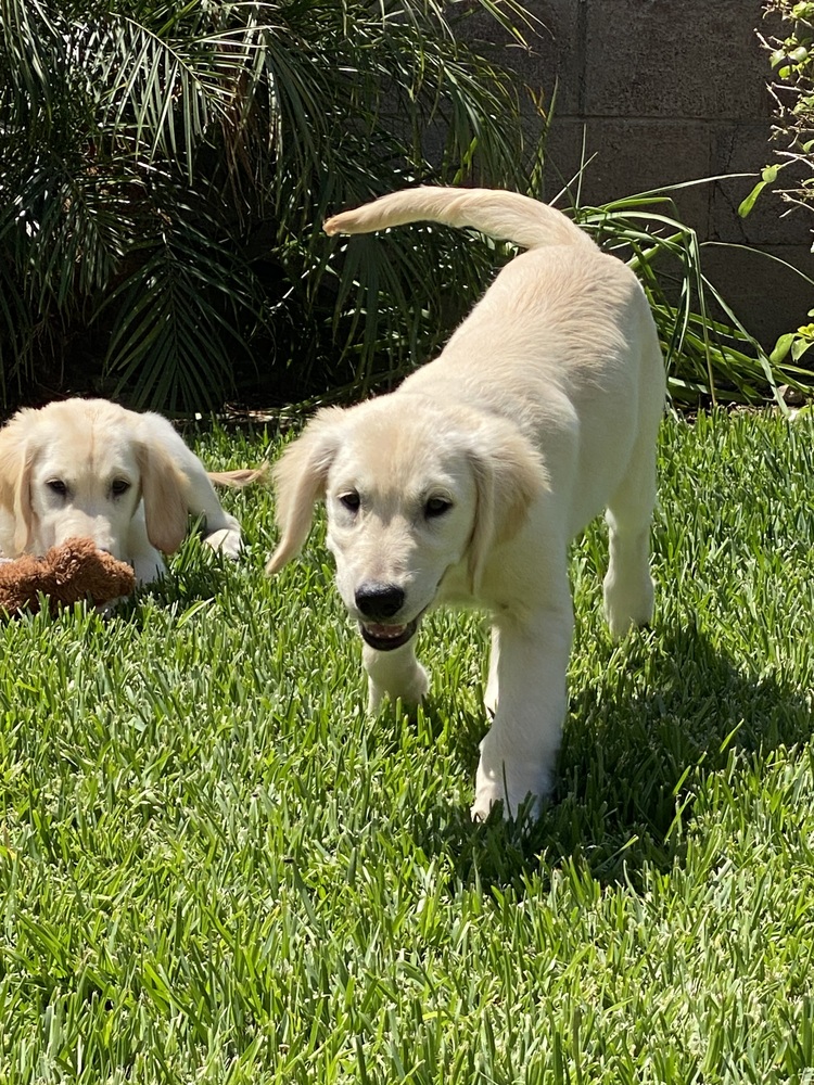 wclrr's tweet photo. Meet Hunter! He is a handsome 15-week-old Golden Retriever with expressive eyes and a soft coat. Hunter and his sister Aspen came to WCLRR because a young couple who purchased them couldn't properly care for them. https://t.co/5aIjo7nTNh
