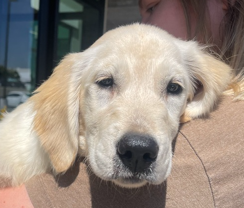 wclrr's tweet photo. Meet Hunter! He is a handsome 15-week-old Golden Retriever with expressive eyes and a soft coat. Hunter and his sister Aspen came to WCLRR because a young couple who purchased them couldn't properly care for them. https://t.co/5aIjo7nTNh