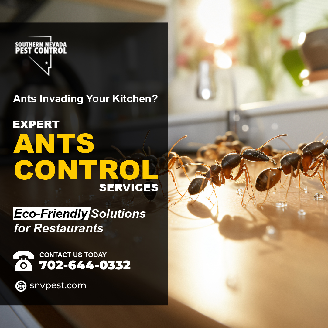 SNVPest's tweet image. Is your restaurant battling ants? Keep your kitchen pristine with our expert #AntsControl services! Trust #SouthernNevadaPestControl to protect your reputation and your business. Call 702-644-0332 or visit snvpest.com! #RestaurantPestControl