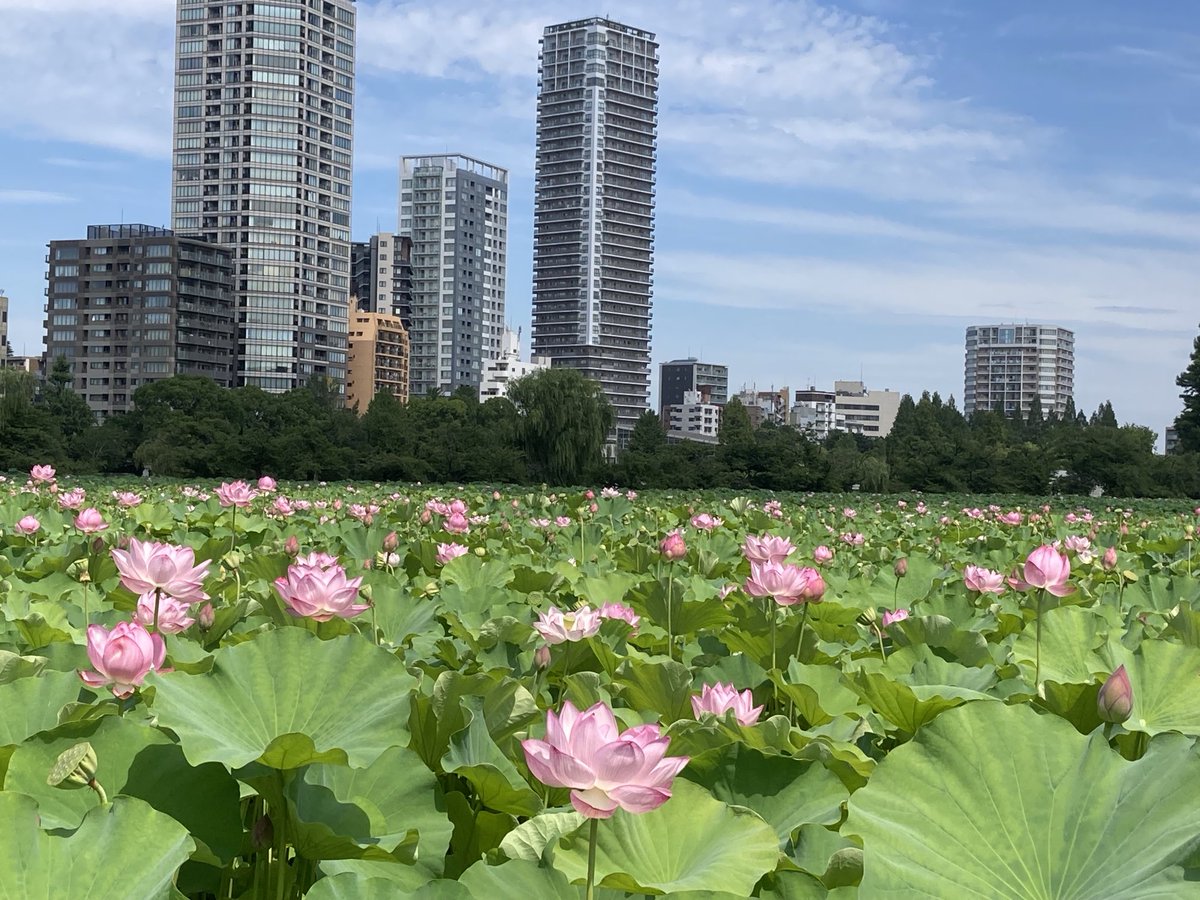hitomurasame's tweet photo. 不忍池、蓮の花。いい感じです。 https://t.co/fDDE8lFSf7