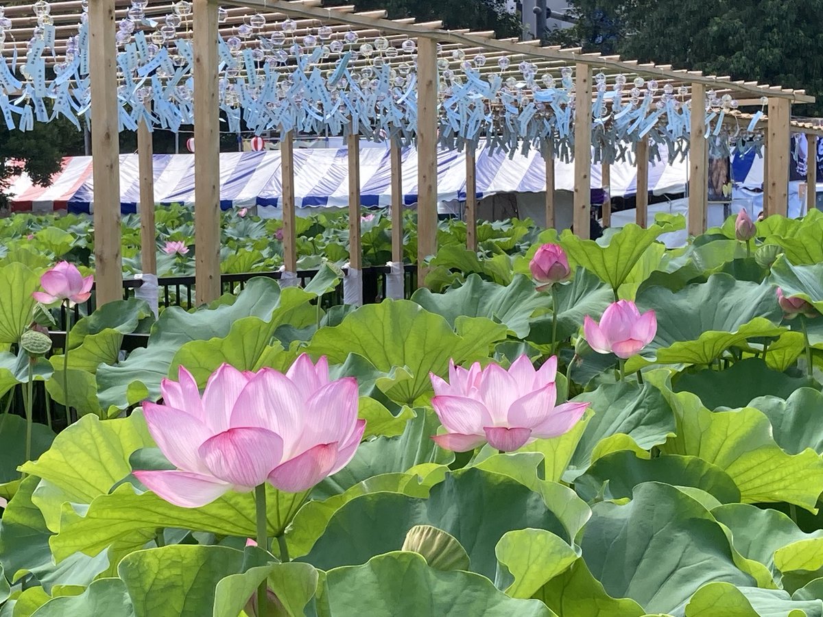 hitomurasame's tweet photo. 不忍池、蓮の花。いい感じです。 https://t.co/fDDE8lFSf7