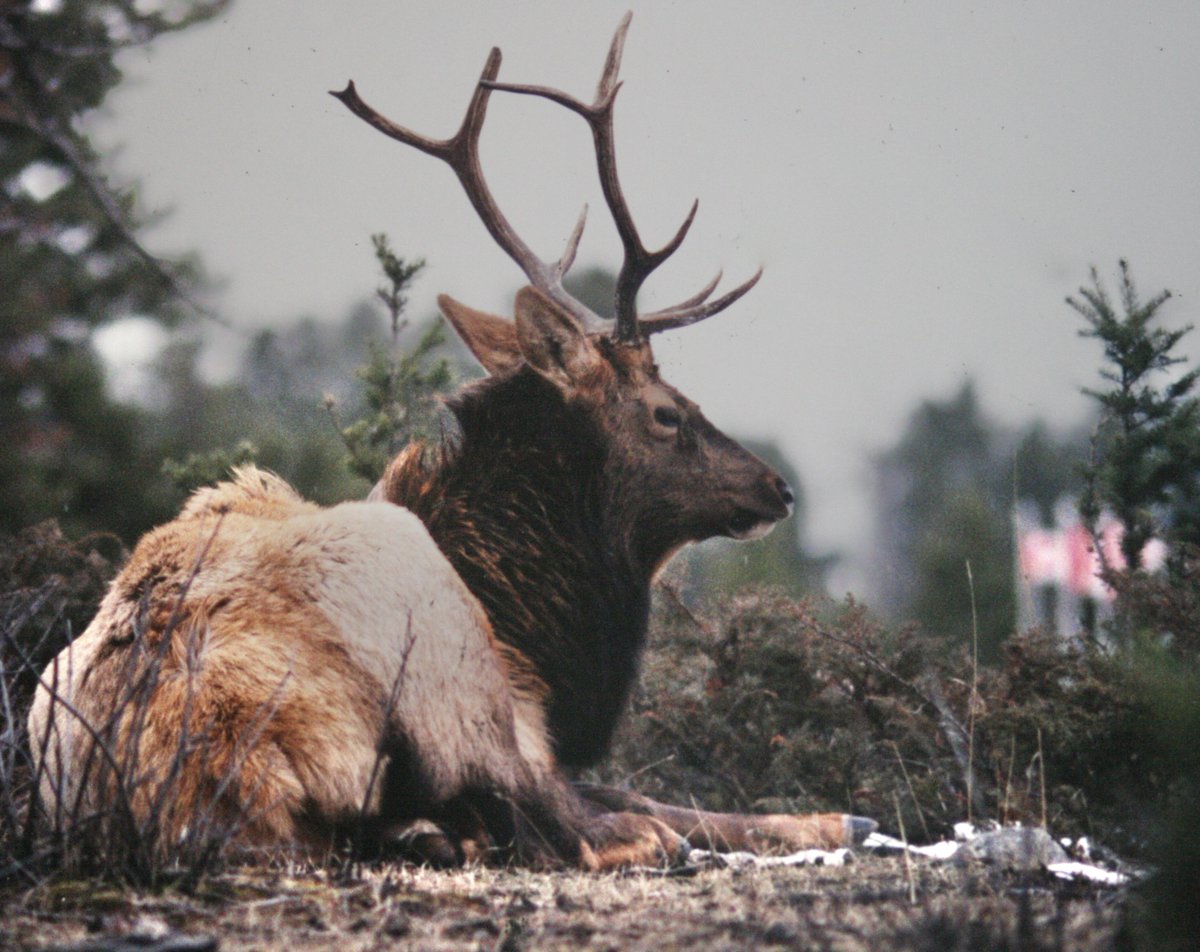 Downtown Jasper, with great sadness.