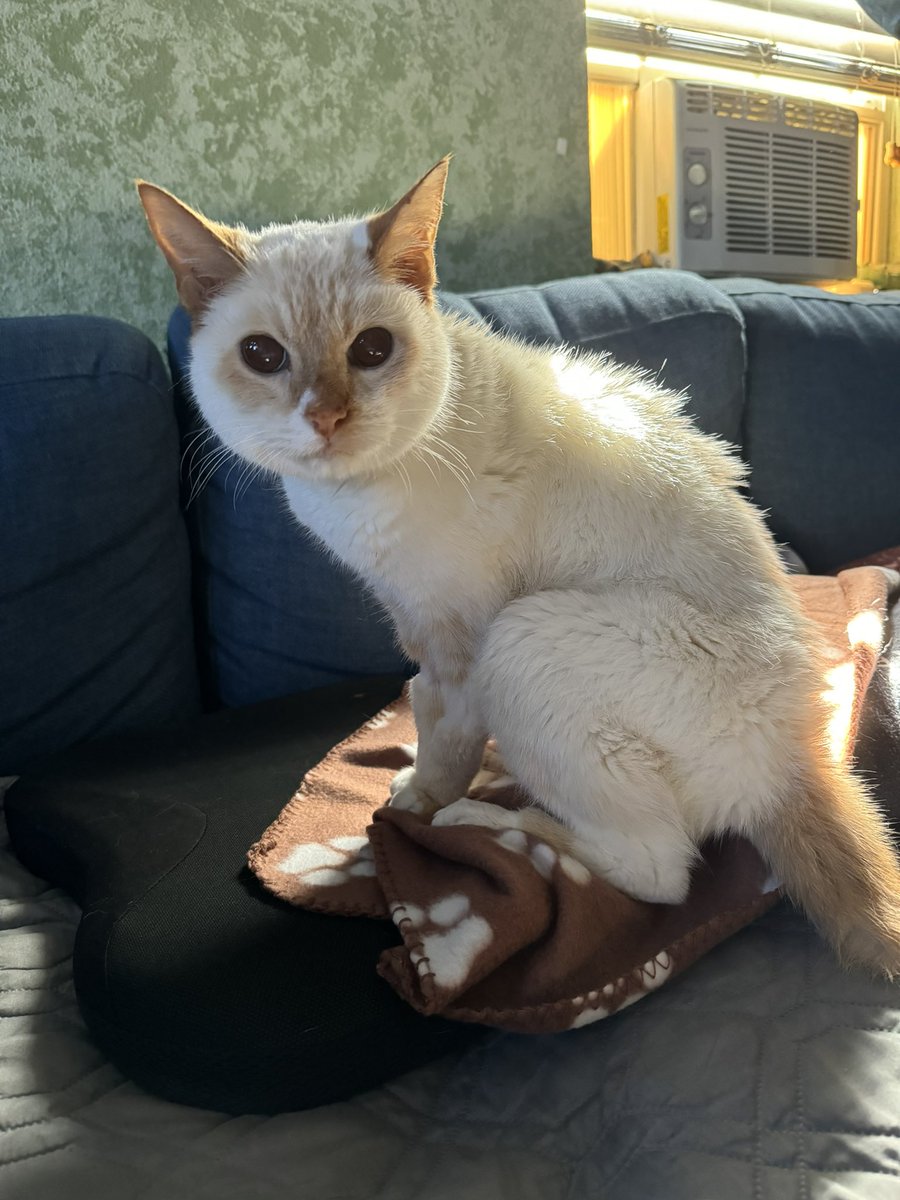 MidnightPrincez's tweet photo. Rest in peace my fur baby. I will miss you every day of my life. Thank you for the wonderful 19 1/2 years you gave me. My heart is aching and broken and a piece of me is gone. Until we are reunitedโฆ I love you Snowball #ripkitty #snowballmyfurbaby https://t.co/MisWgfnyTK