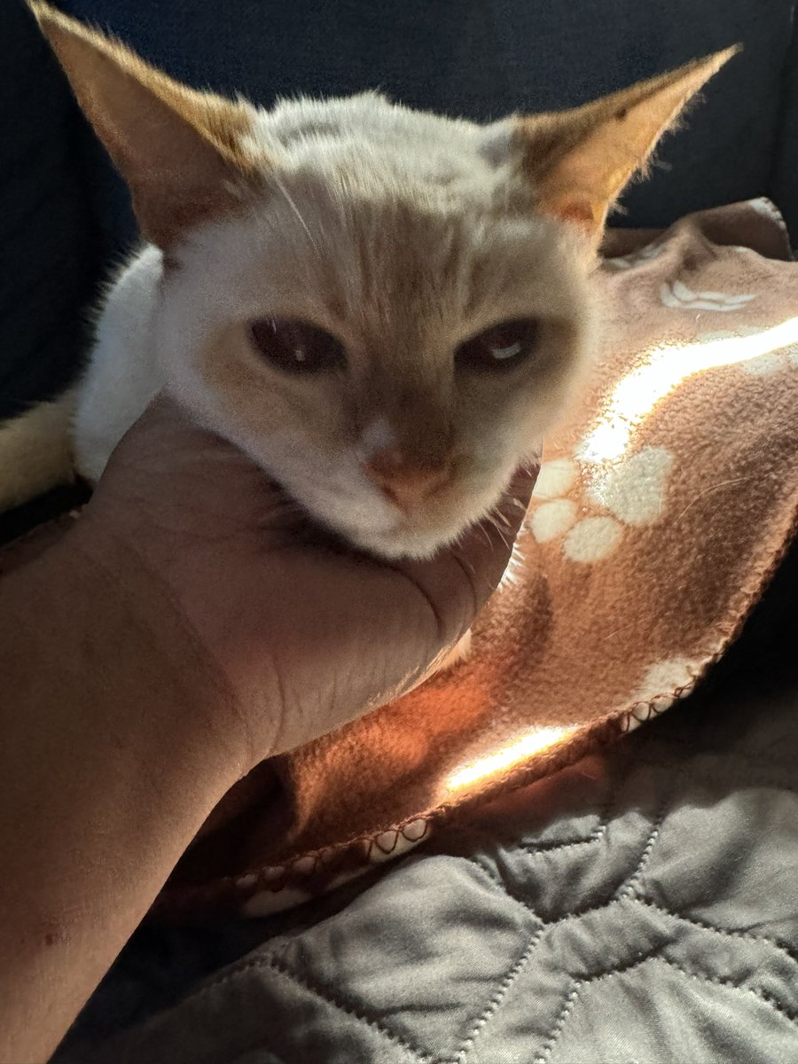 MidnightPrincez's tweet photo. Rest in peace my fur baby. I will miss you every day of my life. Thank you for the wonderful 19 1/2 years you gave me. My heart is aching and broken and a piece of me is gone. Until we are reunitedโฆ I love you Snowball #ripkitty #snowballmyfurbaby https://t.co/MisWgfnyTK