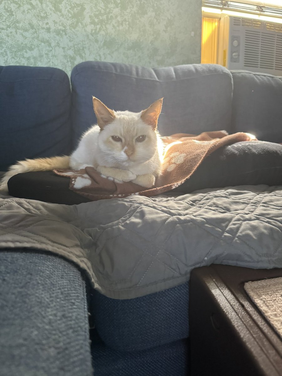 MidnightPrincez's tweet photo. Rest in peace my fur baby. I will miss you every day of my life. Thank you for the wonderful 19 1/2 years you gave me. My heart is aching and broken and a piece of me is gone. Until we are reunitedโฆ I love you Snowball #ripkitty #snowballmyfurbaby https://t.co/MisWgfnyTK