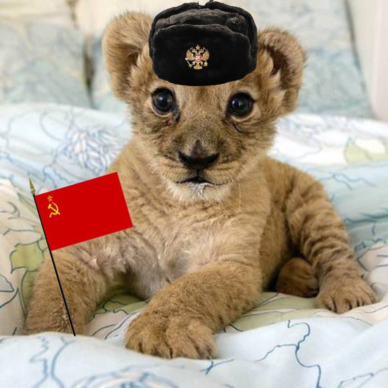 moolahn_eth's tweet photo. @blknoiz06 What do you think of the cutest pet lion $WILLY

HPEuArjrUccrXWZhcQUhC2nhN7XgGyaogjy4BLN8pump https://t.co/ZicsE7yKZE