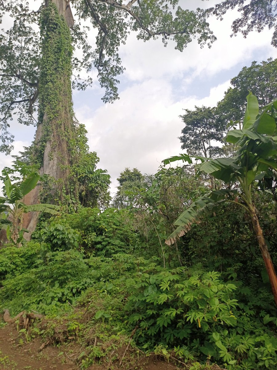 AbiluTangwa's tweet photo. On a scale of 1-10 how important is environmental conservation to you? https://t.co/iwo45H01uH