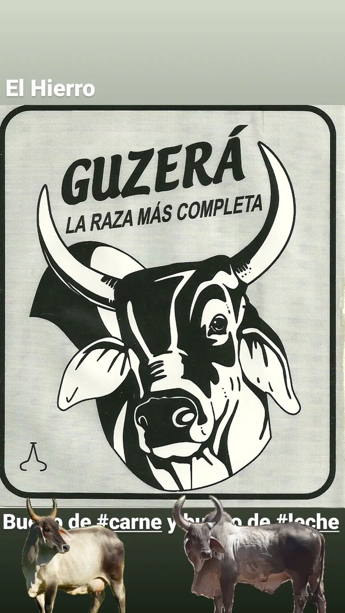Guzerá El Hierro - GANADO F1 (@ganadof1) on Twitter photo 