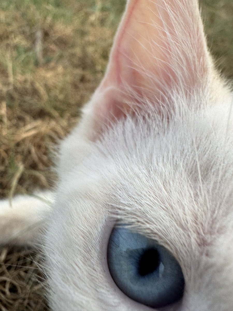 Blue 🐈