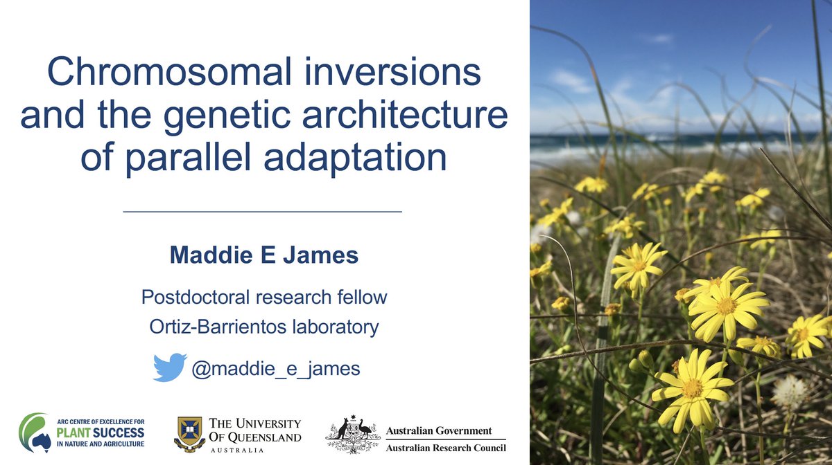 Interested in how chromosomal inversions contribute to parallel adaptation? Come and see my talk at #Evol2024! Sunday 28th, 10am in 520C 🧬🌼