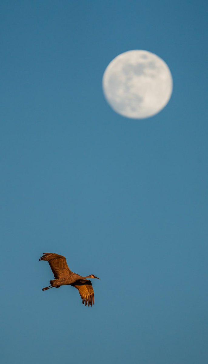 Scott McCormick Photography (mas-beyondo) tweet media