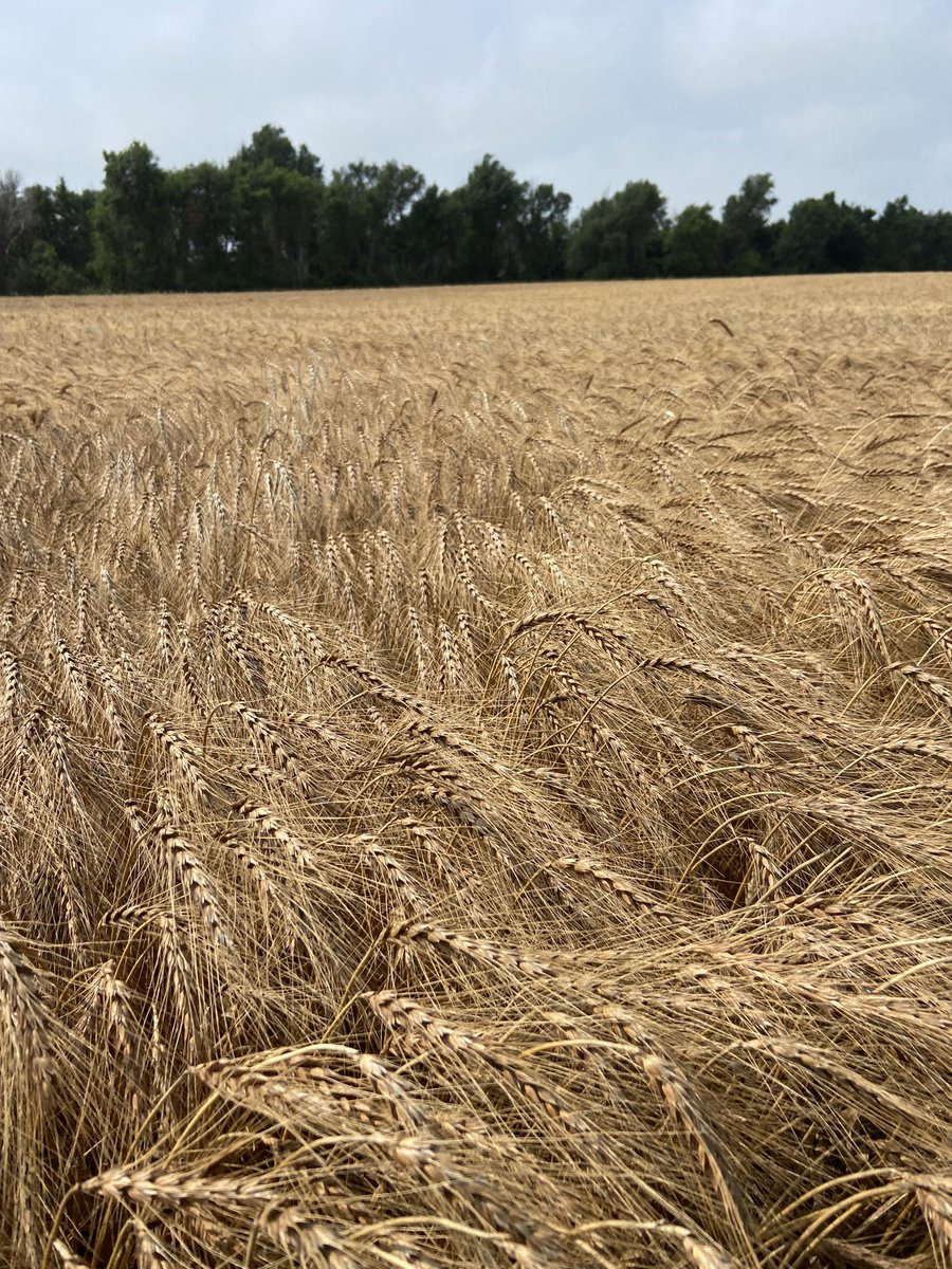 We finished wheat harvest today. A very good crop if you don’t worry about that pesky profitability deal. #povertygrass