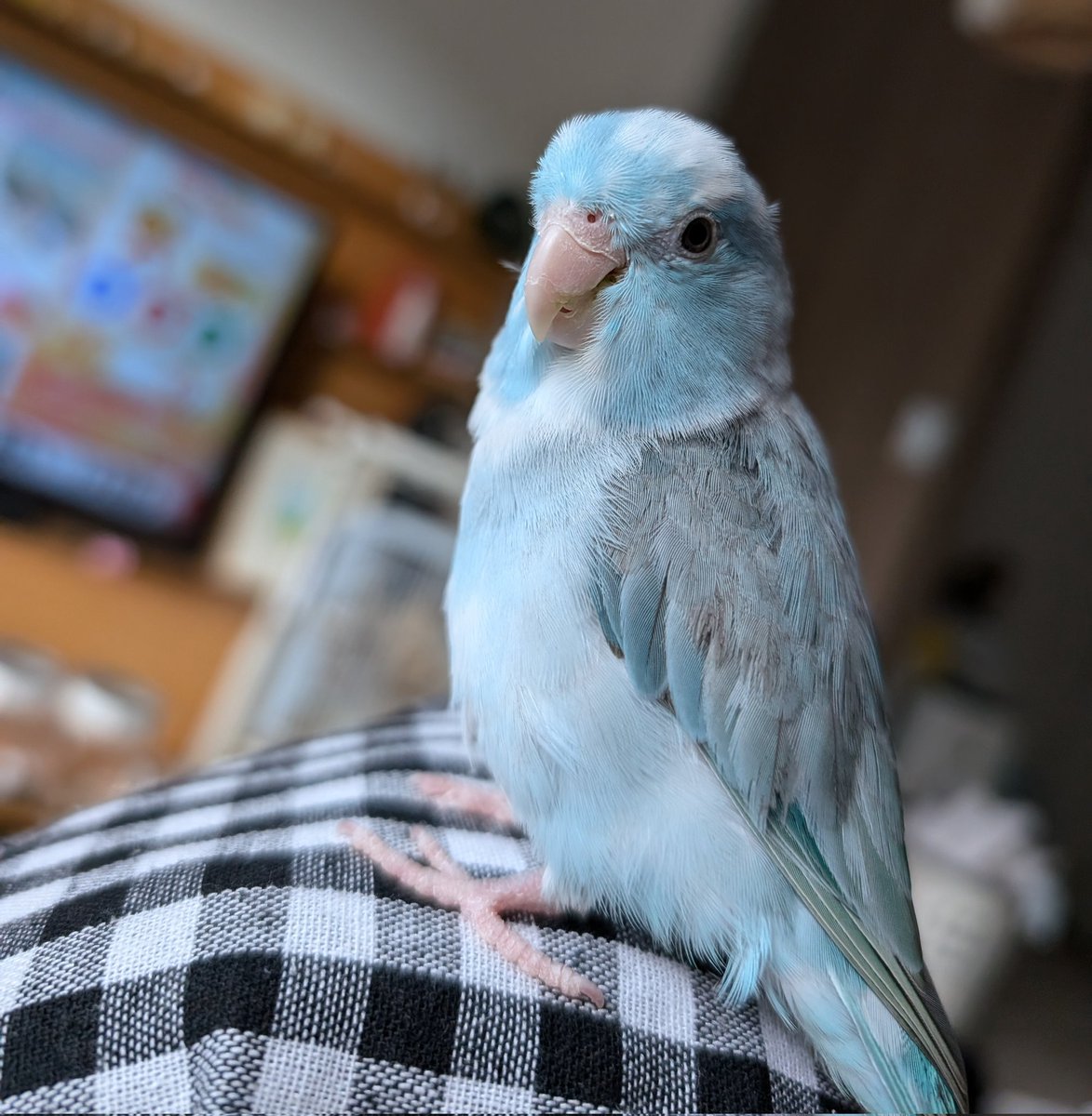 今日は膝の上でスンッてしてました