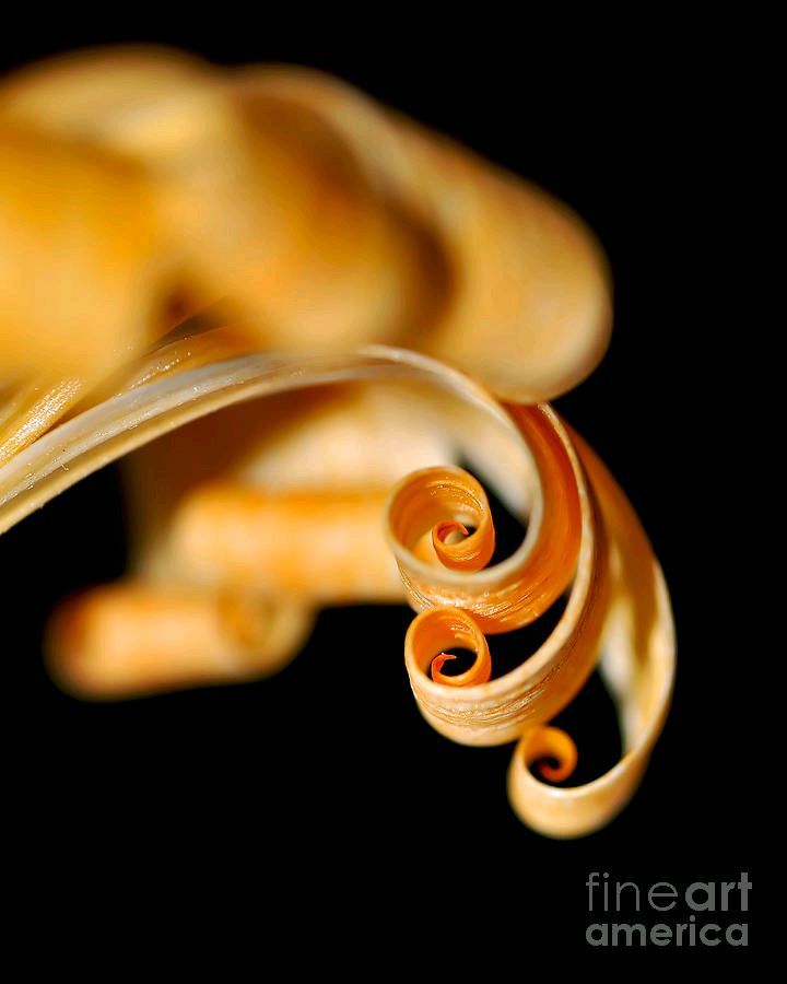 KayeMenner's tweet image. #Curlz #daisy Print by Kaye Menner #photography #prints #lovely #products at 
 bit.ly/4cUwapR