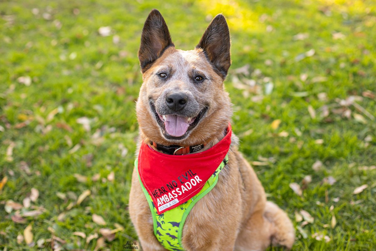 DeafDogRescueAU's tweet photo. πΈπΎ It's National Dog Photography Day! Show off your photogenic pooch and share your favourite shots with us!Β πΎπΈ
This handsome guy is HNE Ambassador Barney taken Allira Fontana Photography
#NationalDogPhotographyDay #PawsomePics πΎπΈ https://t.co/8qp3NA381g