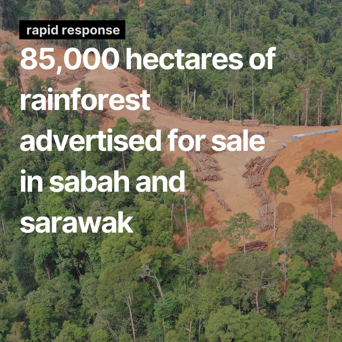 RimbaWatch tweet media