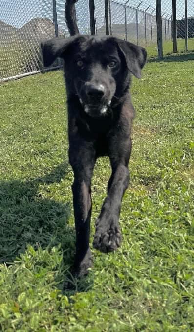 LisaBrabson's tweet photo. Beautiful πββ¬ black bundle of love MOSEBY #A369841 1yo,Lab-mix is positively crammed full of personality & love. Look at that intelligent face,those beautiful eyes,that happy grin!
Give him a chance & he will b the best friend u ever had! PLZ #Adopt #Foster or #Pledge #Pleasrt https://t.co/IZVf9JPwd5