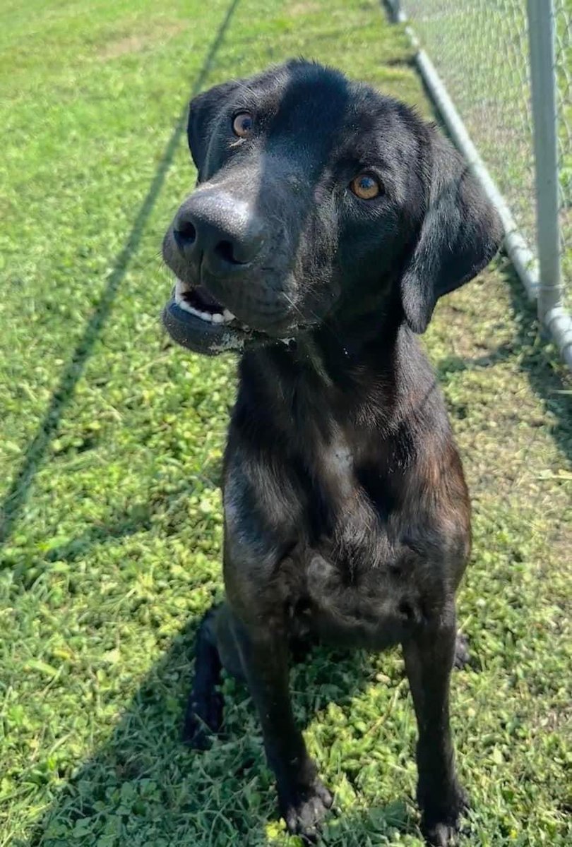 LisaBrabson's tweet photo. Beautiful πββ¬ black bundle of love MOSEBY #A369841 1yo,Lab-mix is positively crammed full of personality & love. Look at that intelligent face,those beautiful eyes,that happy grin!
Give him a chance & he will b the best friend u ever had! PLZ #Adopt #Foster or #Pledge #Pleasrt https://t.co/IZVf9JPwd5