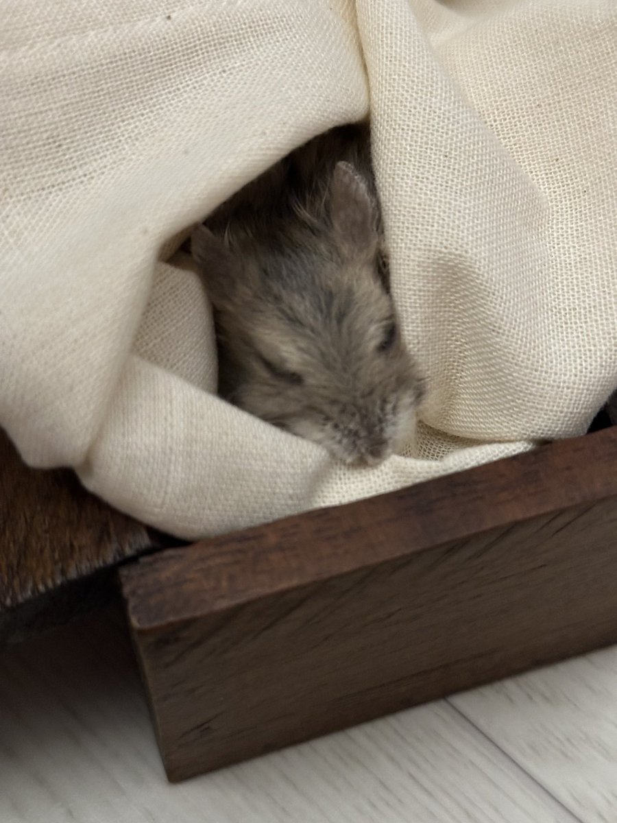 만두🐹🥟와 인간 tweet media