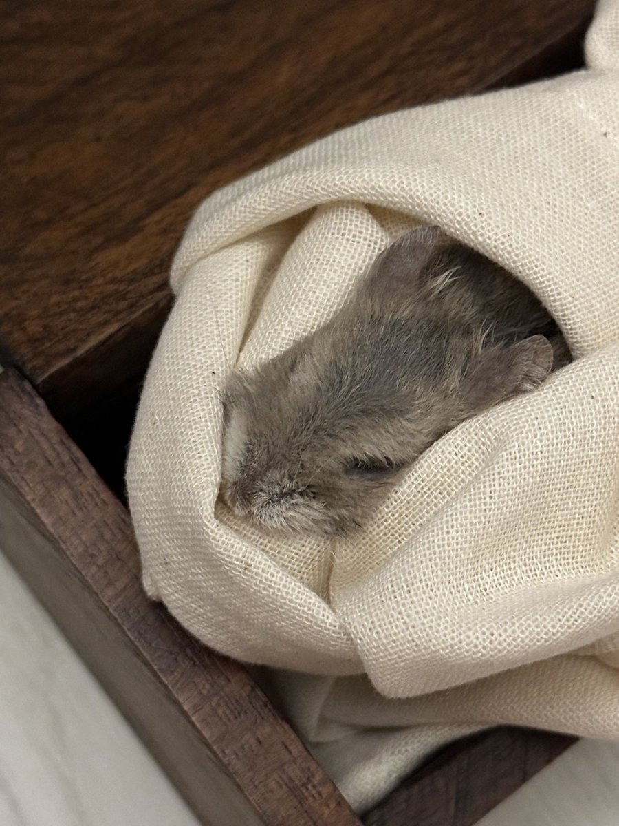 만두🐹🥟와 인간 tweet media